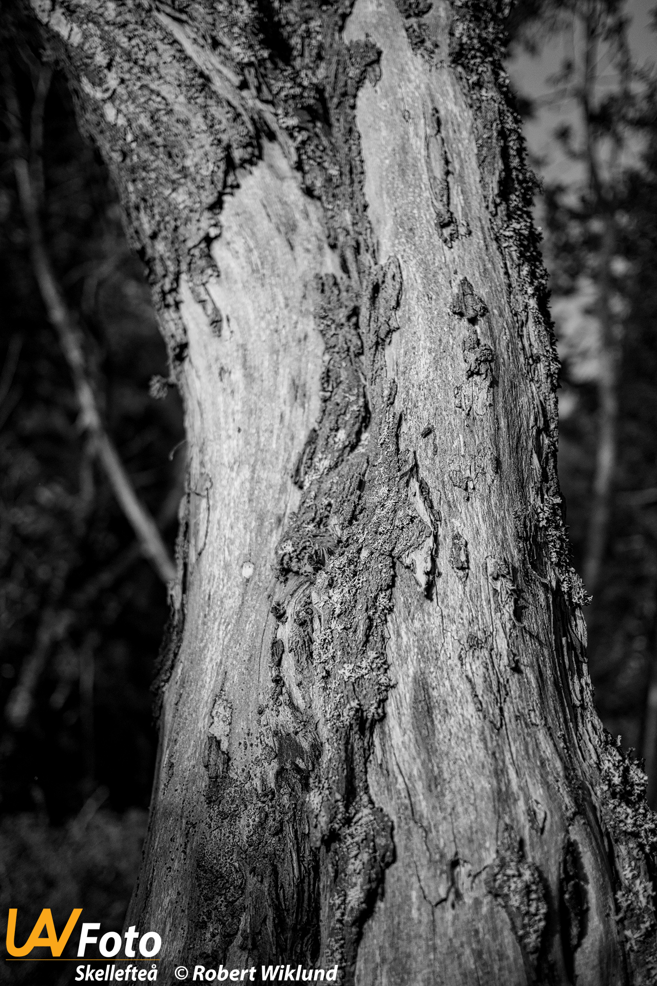 UAVFoto - Gammal trädstam
